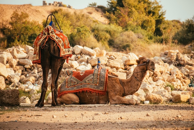 two camels at Camel safaris in Rajasthan