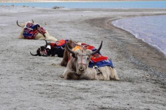 Ox at Tso moriri