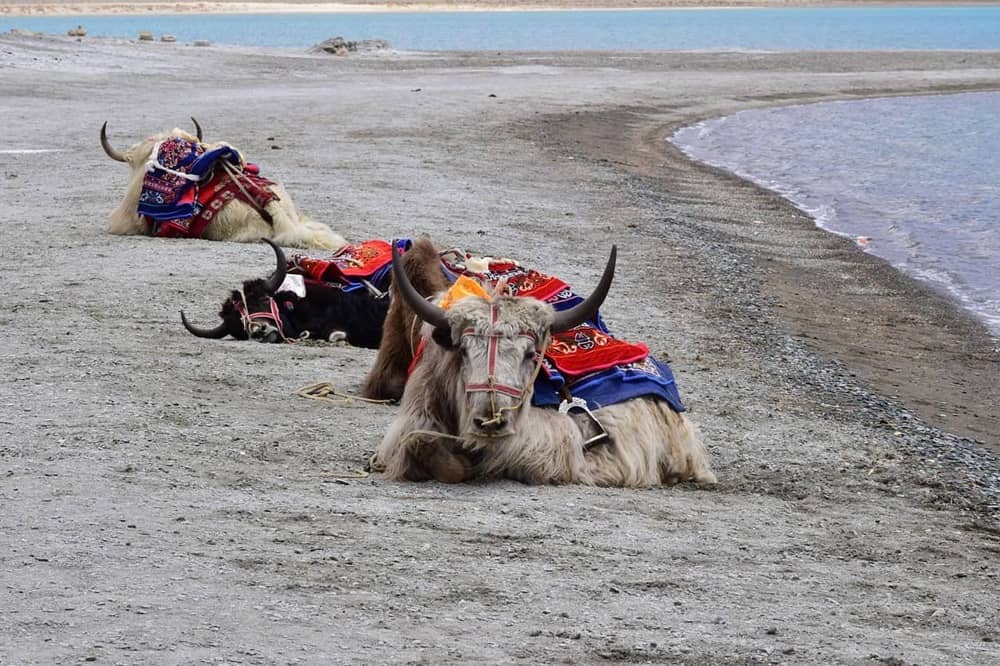 Ox at Tso moriri